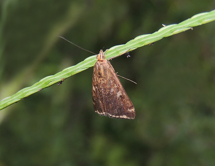 Loxostege sticticalis Crambidae